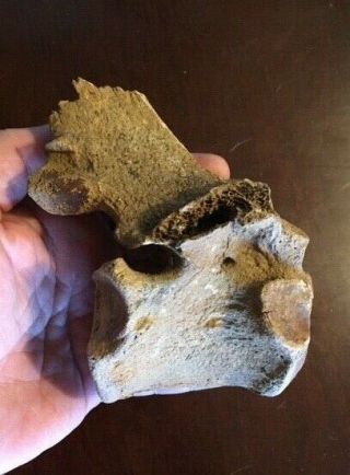 Large Fossil Bison Antiquus Vertebra Pleistocene Fl