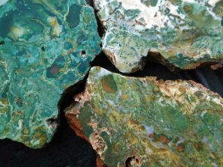 Rimrock: Three Hampton Butte Petrified Wood Rough Thick Slabs