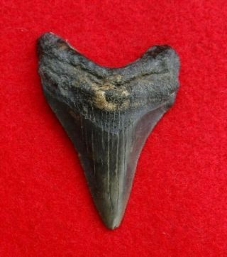 Megalodon Sharks Tooth 2 3/16  Inch Kure Beach Nc Fossil Sharks Teeth Tooth