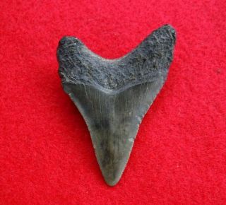 Megalodon Sharks Tooth 2 3/16  inch KURE BEACH NC fossil sharks teeth tooth 2