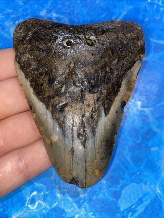 Megalodon Shark Tooth 4.  01” Huge Teeth Big Fossil Meg Scuba Diver Direct 2576