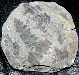Lonchopteris Rugosa -,  Perfectly Preserved Carboniferous Fossil Fern