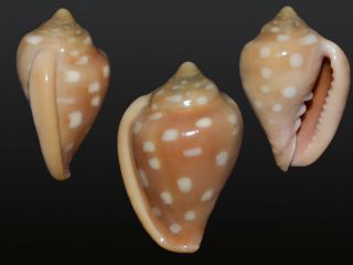 Seashell Marginella Goodalli Dark Specimen Fantastic Big 36.  1 Mm