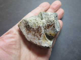 Large Chunk Of Fossil Bone With Predation Scar,  Triassic Age,  Mexico