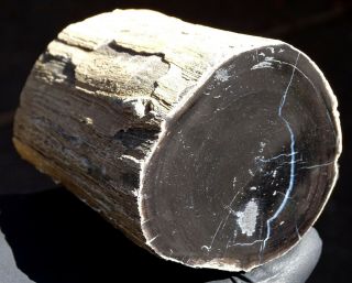 Mw: Petrified Wood Conifer - Unknown Location - Polished Limb Specimen