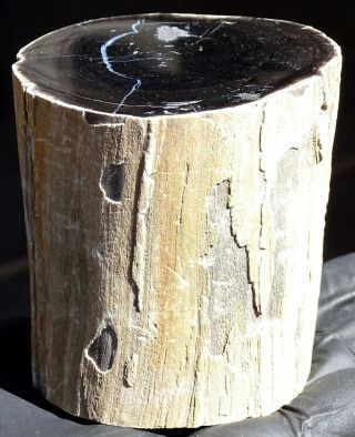 Mw: Petrified Wood CONIFER - Unknown Location - Polished Limb Specimen 2