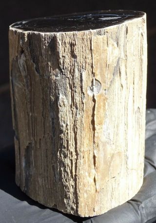 Mw: Petrified Wood CONIFER - Unknown Location - Polished Limb Specimen 3