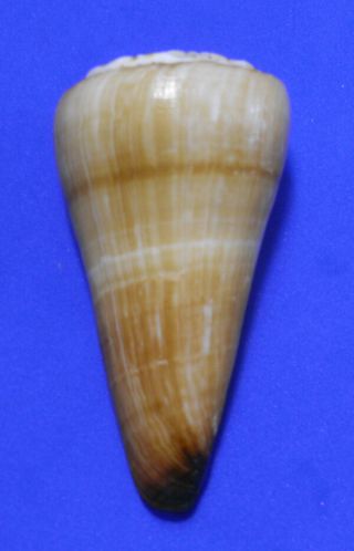 Formosa/seashell/conus Distans 102.  5mm.