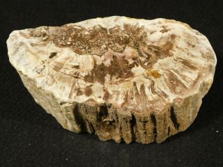 A Polished Petrified Cycad Fossil Or Fern Fossil Madagascar 295gr