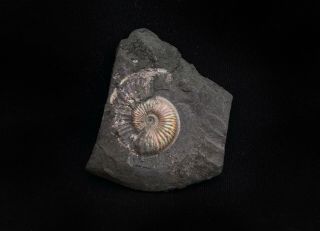 Fossil Jurassic Ammonite Amoeboceras From Russia