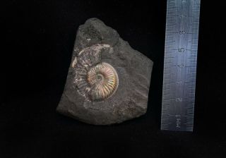 Fossil Jurassic ammonite Amoeboceras from Russia 2