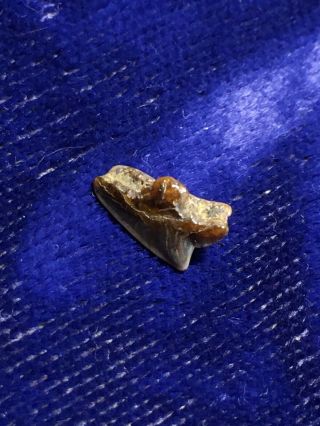 Squalus Acanthias Fossil Spiny Dogfish Shark Tooth Belgium 3