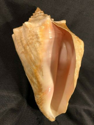 Large Pink Queen Conch Seashell Polished,  Natural,  Undamaged,  9 " L X 5.  5 " D