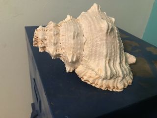 8 1/2” Pacific Lampas (frog Bursa) Conch Shell,  Awesome