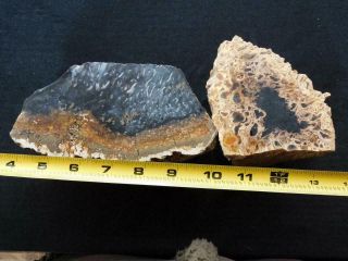 RimRock: 2.  65 Lbs INDONESIAN PETRIFIED PALM WOOD AND ROOT Rough 2