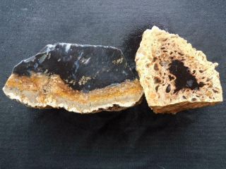 RimRock: 2.  65 Lbs INDONESIAN PETRIFIED PALM WOOD AND ROOT Rough 3