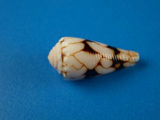 Conus Marmoreus Bandanus,  Pattern,  17.  8mm,  Hawaii Shell