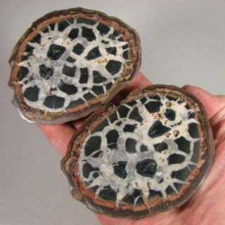 3.  6 " Polished Septarian Nodule Dragon Stone Pair - Morocco