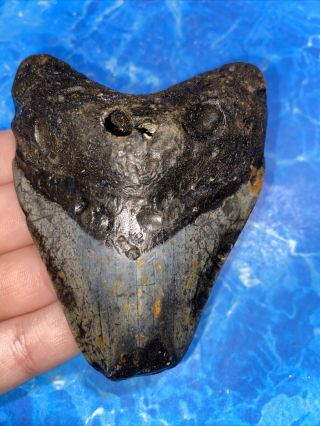 Megalodon Shark Tooth 3.  74” Huge Teeth Big Fossil Meg Scuba Diver Direct 2529