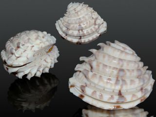 Seashell Chione Paphia Big Rare Shell Perfect 31.  3 Mm