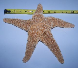 Sugar Star Fish Starfish Seashells Beach Decor 10 To 12 ",  Sea Star Item 71 - L