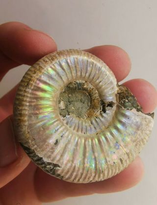 Fossil Jurassic Ammonite Indosphinctes From Russia