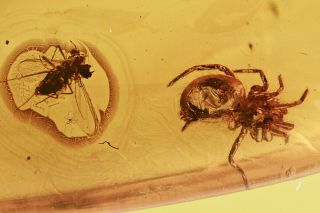 Baltic Amber W/prehistoric Spider & Fly Inclusions With 4x Magnifying Top Case
