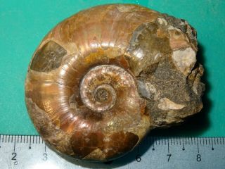 The Lower Cretaceous Ammonite Apt Caucasus Zuercherella