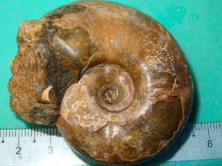 The lower Cretaceous Ammonite apt Caucasus Zuercherella 2