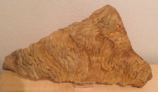 Rare Oklahoma Fossil Stromatolite Huge 15” Pennsylvanian Trilobite Age
