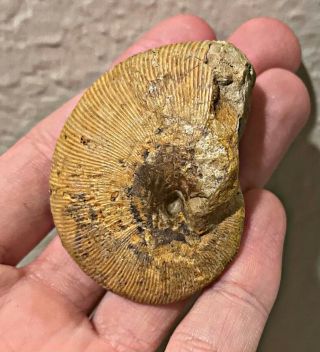 Rare Madagascar Fossil Ammonite Northocephalites Jurassic Dinosaur Age Fossils