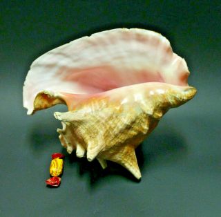 Strombus Gigas Pink Queen Conch Shell Extra Large Size - 9x9x7inches