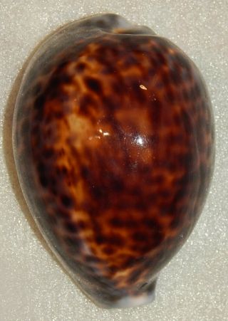 Seashell Cypraea Tigris 108.  8mm
