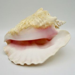 Large Conch Shell Seashell Pink Inside 10 " Beach Ocean Nautical Decor No Hole