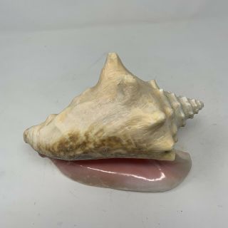 Large Pink Queen Conch Seashell 9” Over 3 Lbs Nautical Beach Decor Ocean