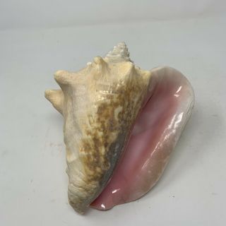 Large Pink Queen Conch Seashell 9” Over 3 lbs Nautical Beach Decor Ocean 2