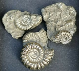 Gold Pyrite Ammonite Fossil Death - Beds,  Lyme Regis,  Jurassic Age Uk
