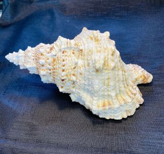 Large Sea Shell Horned Conch Seashell 10’ X 5”beach Decor