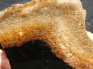 Rimrock: 5.  60 Lbs Indonesian Petrified Palm Wood Rough