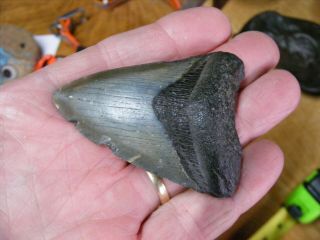 Fossil Megalodon Sharks Tooth About 2 5/8 " Long