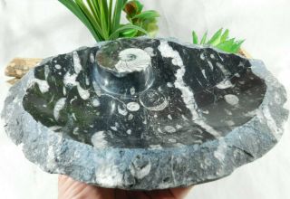 A Big 400 Million Year Old Orthoceras Fossil Plate Or Bowl From Morocco 1264gr