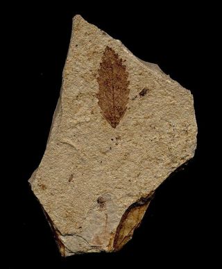Extinctions - Very Cool Fossil Leaf From The Famous Florissant Beds,  Col