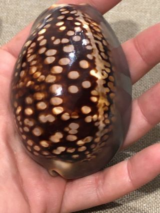 Cypraea Mauritiana 80mm Large Dark Color 1950’s Cowrie Seashell Shell Mauritia