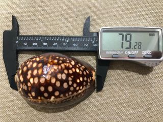 Cypraea Mauritiana 80mm Large Dark Color 1950’s Cowrie Seashell Shell Mauritia 2