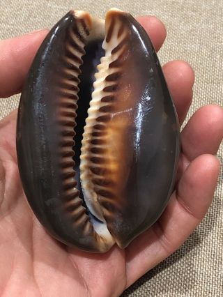 Cypraea Mauritiana 80mm Large Dark Color 1950’s Cowrie Seashell Shell Mauritia 3