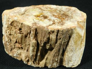 A Polished Petrified Cycad Fossil Or Fern Fossil Madagascar 455gr