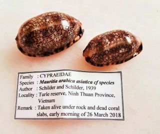 Seashell Cypraea Arabica Asiatica Cf Sp.  ? Shell