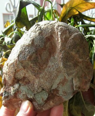 Cretaceous China Ganzhoubiota Theropoda Oviraptor Dinosaur Black Egg Fossil5 " Big