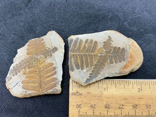 Neat Rough Split Fossil Plant Specimen - 65.  7 Grams - Estate Find