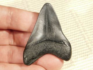 A Larger Otodus Megalodon Shark Tooth Fossil 26.  8gr